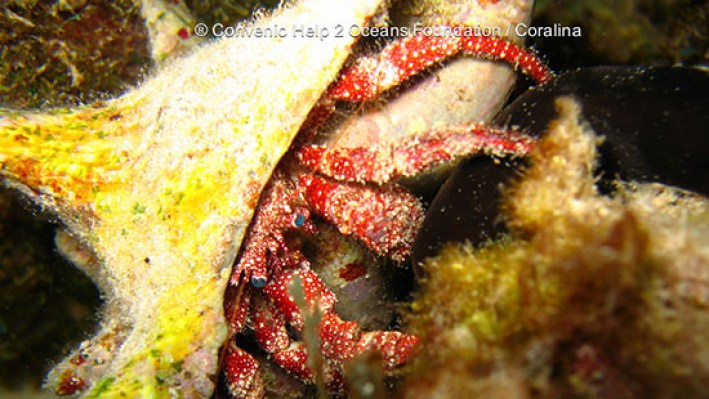 Hermit crabs (5)